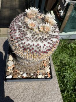 Preview: Mammillaria hahniana spec.